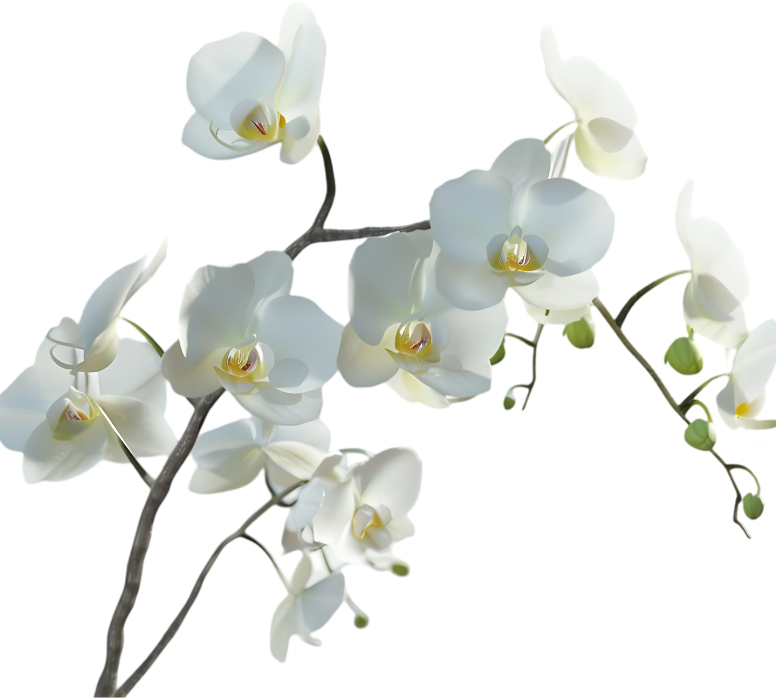 Phalaenopsis orchid