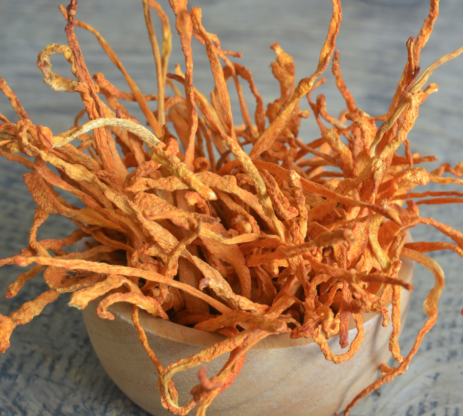 Cordyceps Militaris Mushroom